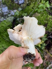 Clitocybe odora