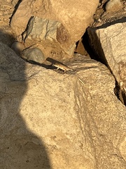 Uta stansburiana uniformis