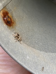 Euophryini