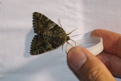 Catocala sponsa