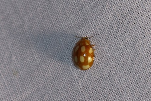 Little Arboreal Lady Beetle, Oosterbeek, Nederland, photo 7 of 10