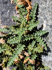 Myriopteris gracillima