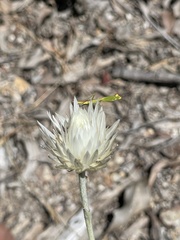 Orthodera ministralis
