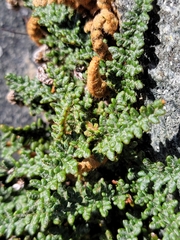 Myriopteris gracillima