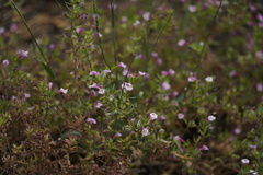 Diplacus torreyi