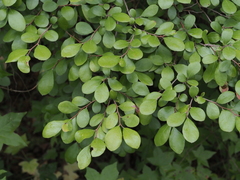 Vaccinium arboreum
