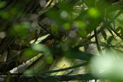 Cardellina canadensis