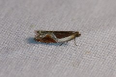 Ancylis unculana