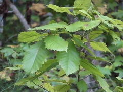 Quercus michauxii