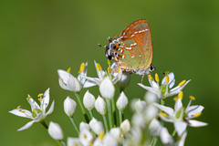 Callophrys gryneus