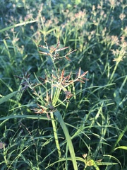 Cyperus rotundus