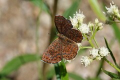 Calephelis arizonensis