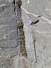 Myriopteris gracillima