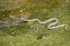 Thamnophis cyrtopsis