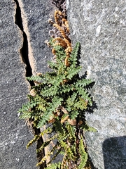 Myriopteris gracillima