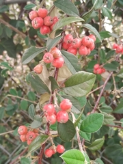 Malacomeles denticulata