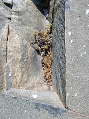 Myriopteris gracillima