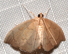 Perispasta caeculalis