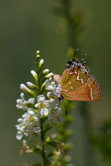 Callophrys gryneus