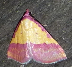 Phytometra rhodarialis