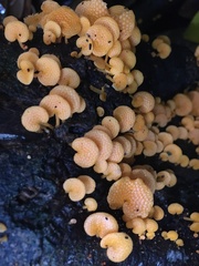 Favolaschia claudopus