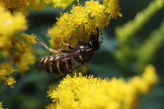 Dolichovespula norvegicoides