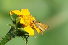 Copaeodes aurantiaca