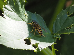 Vespula alascensis