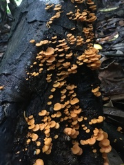 Favolaschia claudopus