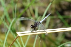 Erythrodiplax basifusca