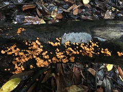 Favolaschia claudopus