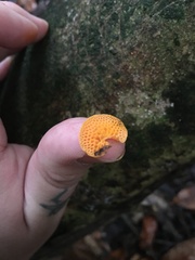Favolaschia claudopus