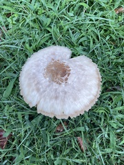 Chlorophyllum molybdites