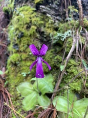 Pinguicula moranensis