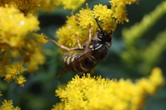 Dolichovespula norvegicoides