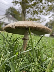 Chlorophyllum molybdites