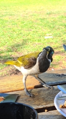Entomyzon cyanotis