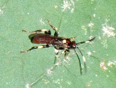 Cratichneumon paratus