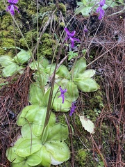 Pinguicula moranensis