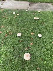Chlorophyllum molybdites