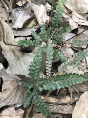 Adiantum hispidulum
