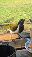Entomyzon cyanotis