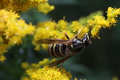 Dolichovespula norvegicoides