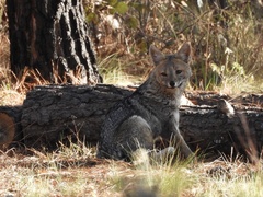 Lycalopex gymnocercus