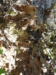 Lobaria anthraspis