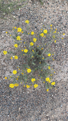 Xanthisma spinulosum