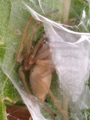 Cheiracanthium inclusum