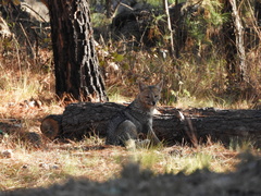 Lycalopex gymnocercus