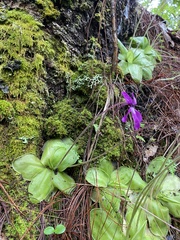Pinguicula moranensis