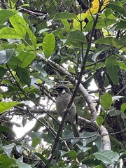 Meliphaga lewinii